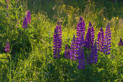 753658 (a): :2500x1662